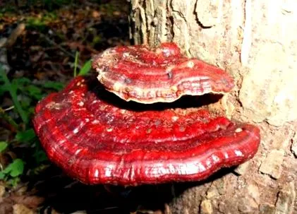 ganoderma ganoderma