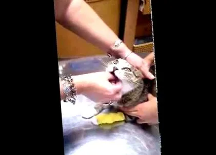 червеи плюс