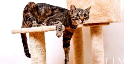 бездомни котки бездомни котки