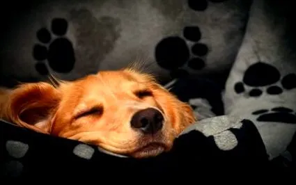 dream какво