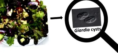 giardia почвата жиардия