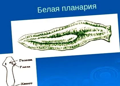 скільки скільки