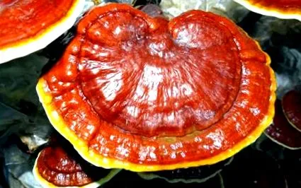lucidum ganoderma