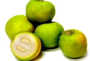 sapote