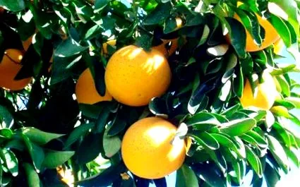 grapefruitolaj