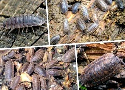 hilak giardiasis