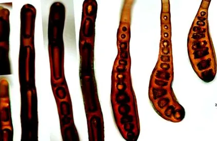 velutinum helminthosporium