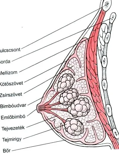 стегнете стегнете