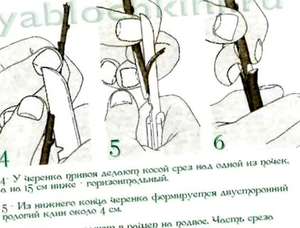 възрастен острици
