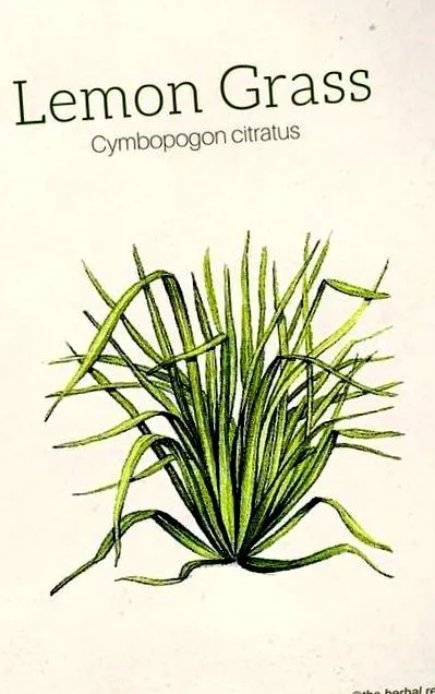 hoodia hoodia