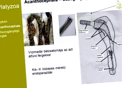 червей кръгъл