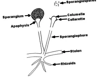 oryzae