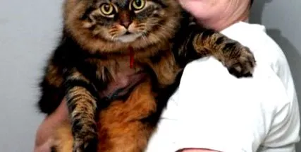 британски котки