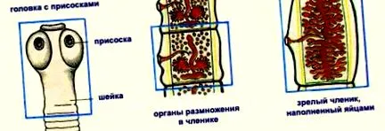 характеристики етапи