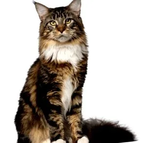 куун котки които