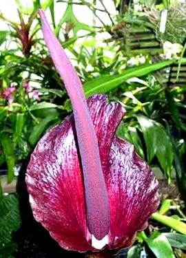 amorphophallus amorphophallus