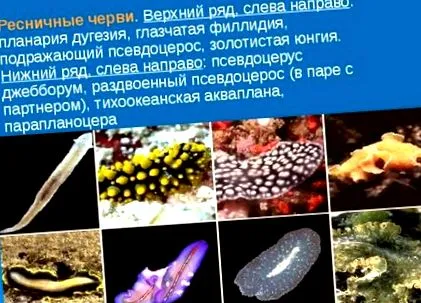 говежди говежди