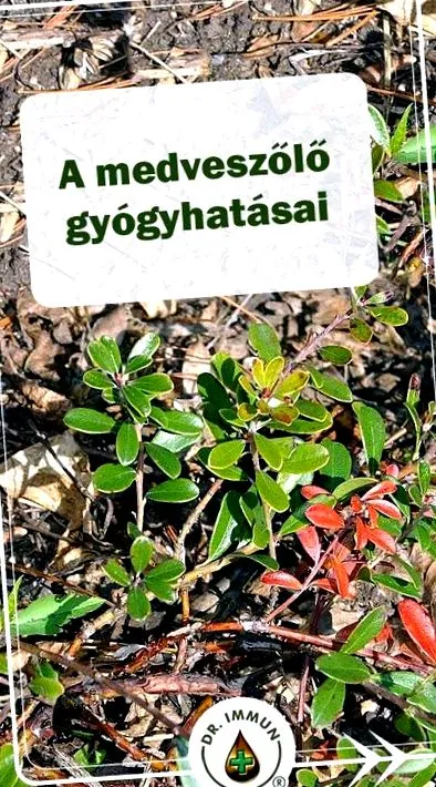 ursi вода