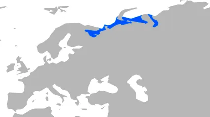 червеи херинги