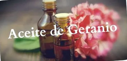 geranium