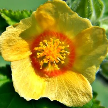 sida cordifolia отслабване sida cordifolia