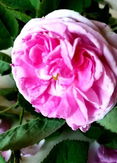 Rosa gallica rosa