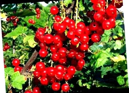 касис касис паразити