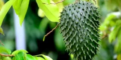 soursop soursop