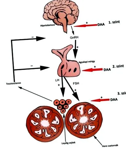 testosteron