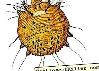 demodex facial