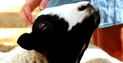 vegan vegan