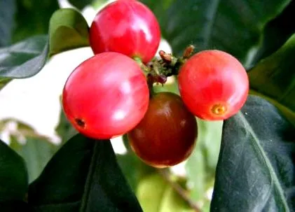 beneficii cafelei
