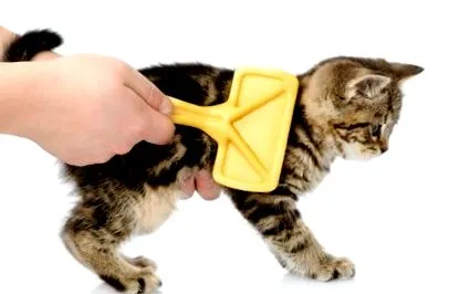 котката козметика