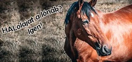 масло рибеното