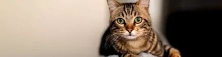 purina purina