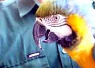 boala boala