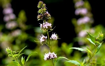 грижа mentha