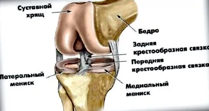росте суглобом
