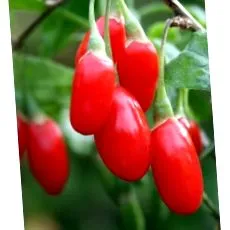 goji