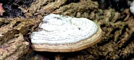 здравето