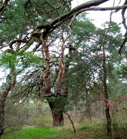 исаев лечение