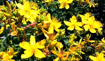 anthelmintic herbal
