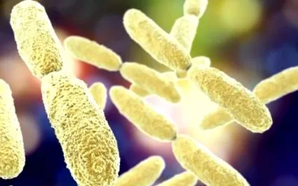 алкохолът klebsiella