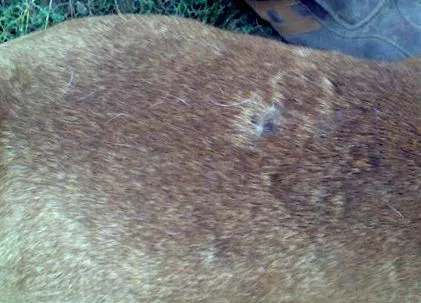 intestinali viermi