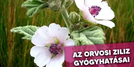 efecte fiziologice