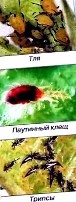 нематицидний препарати
