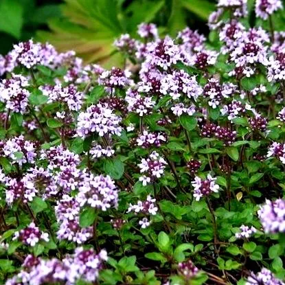 gardening семена