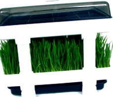 cultivarea pentru