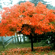120-140 tipo