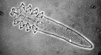 медицински demodex